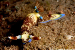 Nembrotha lineolata. Picture taken at the pier in Dauin,N... by Anouk Houben 